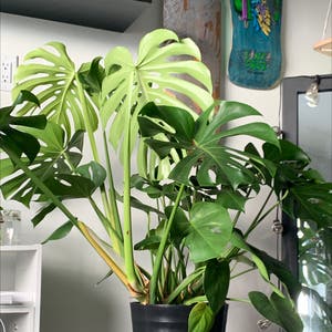 Monstera plant photo by Micymonstera named Ginormica on Greg, the plant care app.