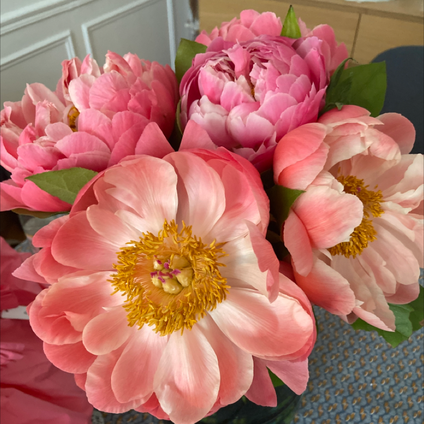 Bouquet of Chinese Peony flowers with vibrant pink and peach petals and yellow stamens.