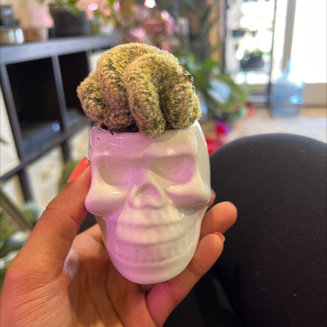 Photo of the plant species Echinofossulocactus palmillas by @PaternalAster named Your plant on Greg, the plant care app