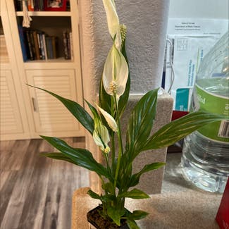 Peace Lily plant in Henderson, Nevada