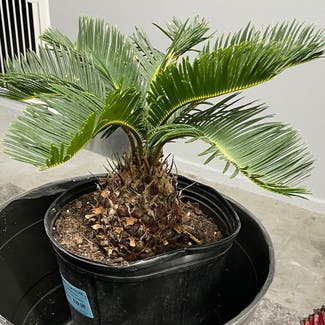 Sago Palm plant in Henderson, Nevada