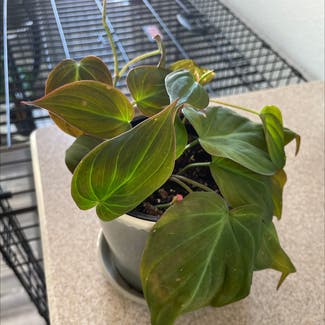 Philodendron Micans plant in Henderson, Nevada