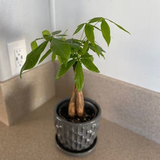 Money Tree plant in Henderson, Nevada