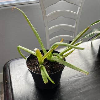 Aloe vera plant in Henderson, Nevada