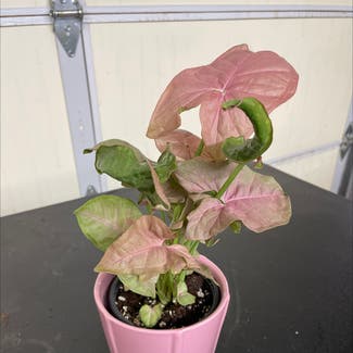 Pink Syngonium plant in Henderson, Nevada