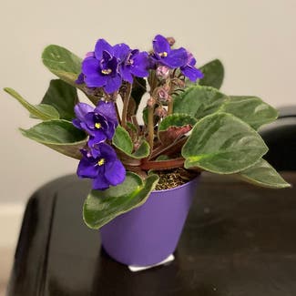 Kenyan Violet plant in Henderson, Nevada