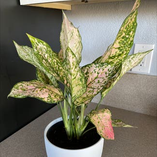Dieffenbachia plant in Henderson, Nevada