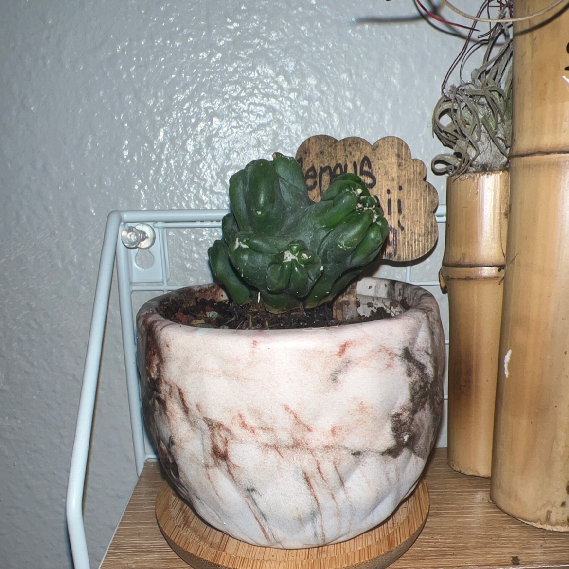 Columnar Cactus in a marble-patterned pot with visible soil, well-framed and in focus.