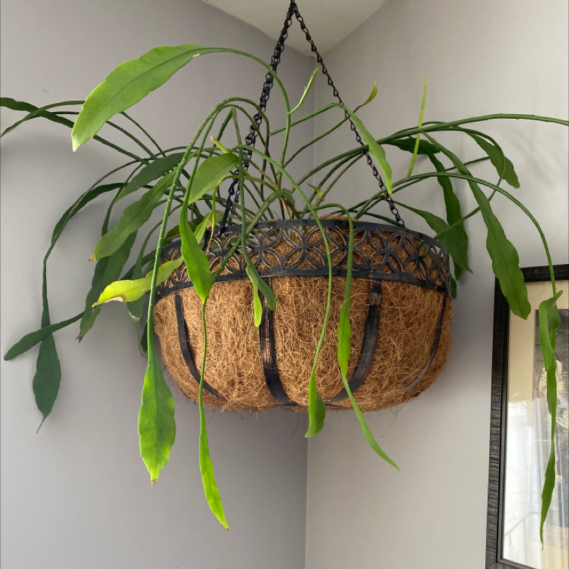 Dutchman's Pipe Cactus in a hanging basket with some yellowing at the tips of the leaves.