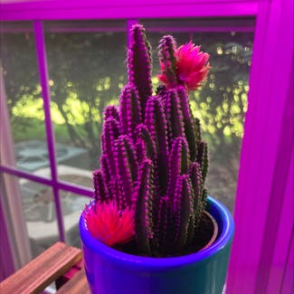 Eve's Needle Cactus plant in Pequannock Township, New Jersey