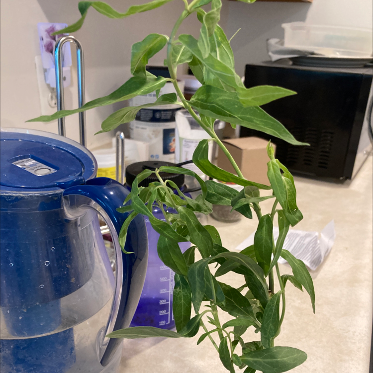 Swamp Milkweed plant indoors on a countertop near a water filter, with healthy green leaves.