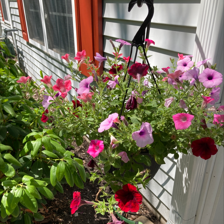 Hanging basket of Million Bells with pink and red flowers, healthy and vibrant.