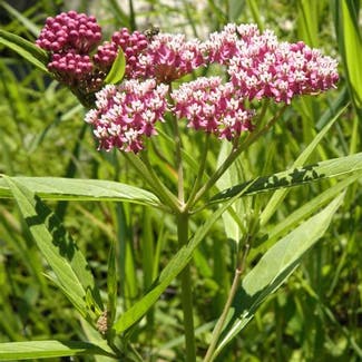 Swamp Milkweed plant in Pequannock Township, New Jersey