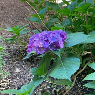 French Hydrangea plant in Pequannock Township, New Jersey