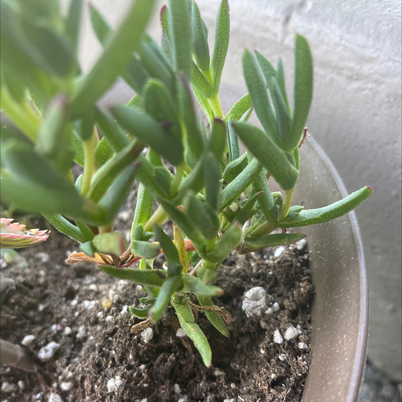 Close-up of a healthy Purple Ice Plant in a pot with visible soil.