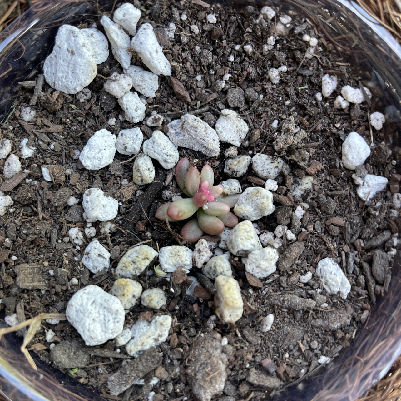 Small Sand Rose succulent in a pot with soil and white rocks.