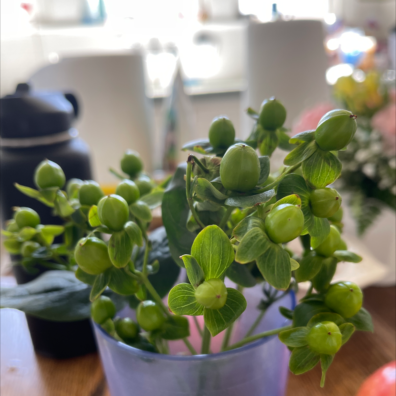 Photo of the plant species Knotted Pearlwort by Stephanie named Please dont die on Greg, the plant care app
