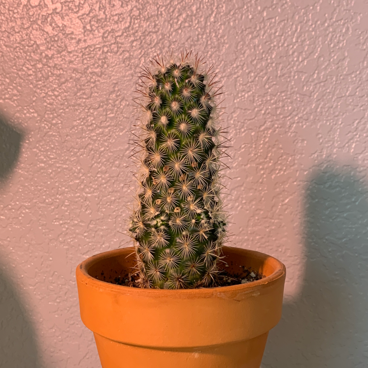 Healthy golden barrel cactus with dense sharp spines in a terracotta pot, set against a pink background.