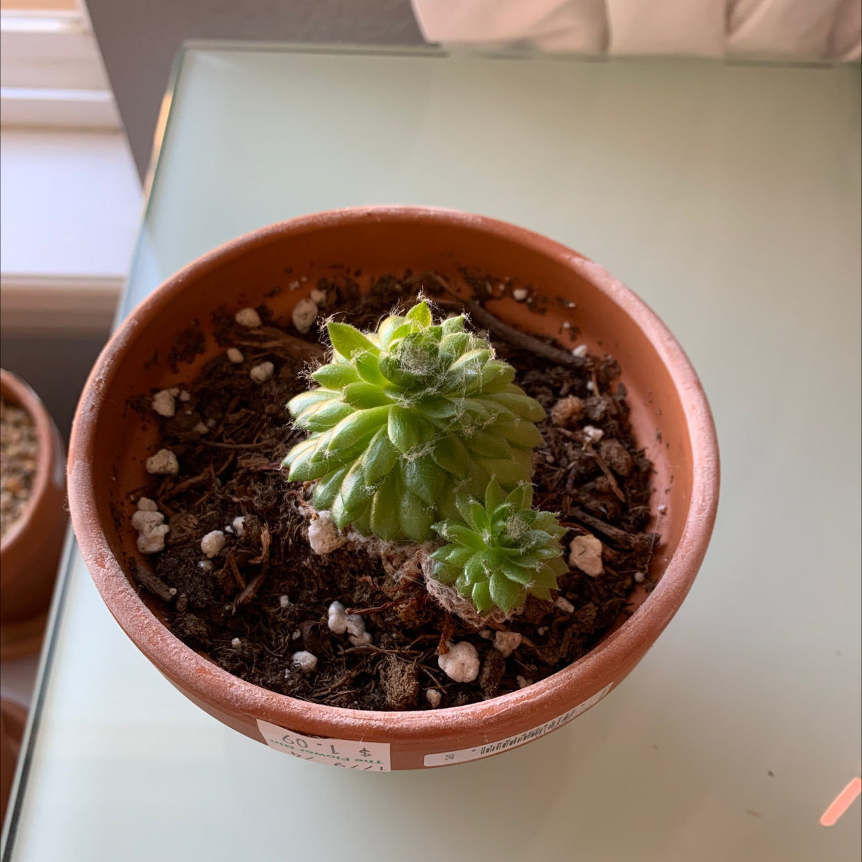 Potted Cobweb Hens and Chicks plant with visible soil, healthy green leaves.