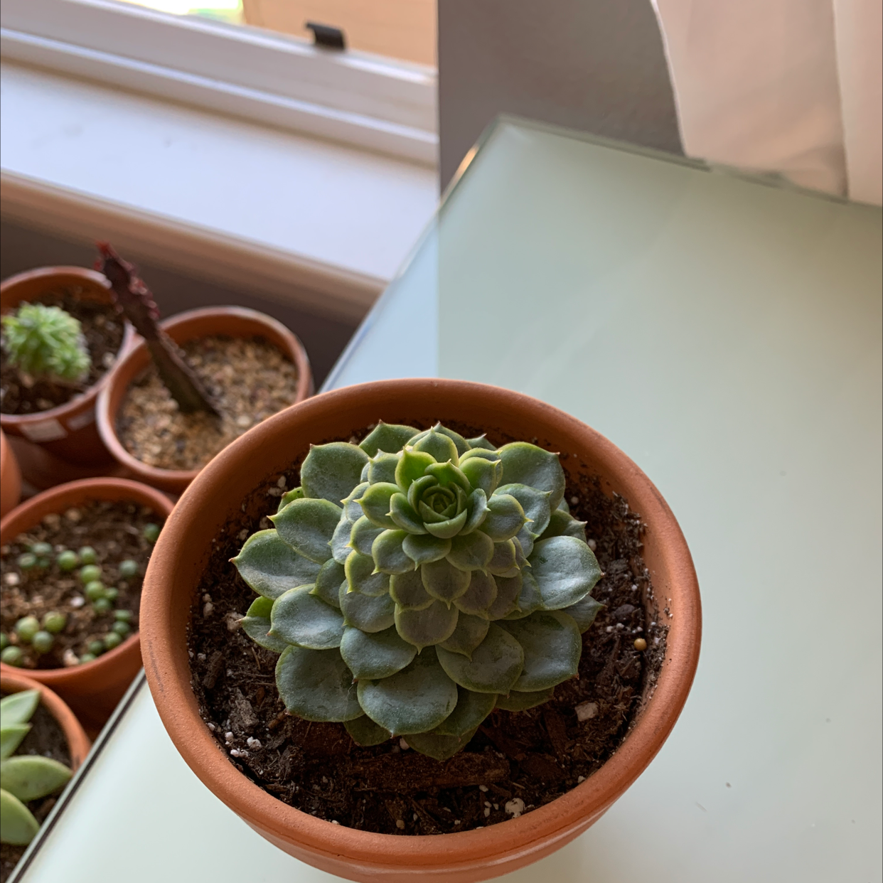 Blue Echeveria plant in a terracotta pot with visible soil, placed on a glass surface.