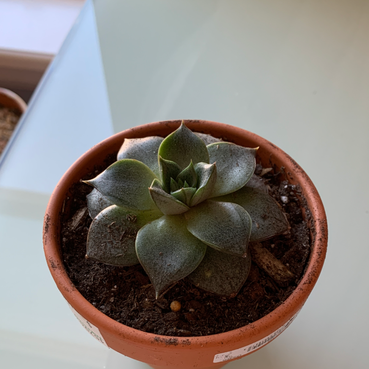 Potted Echeveria purpusiorum succulent with healthy green leaves.