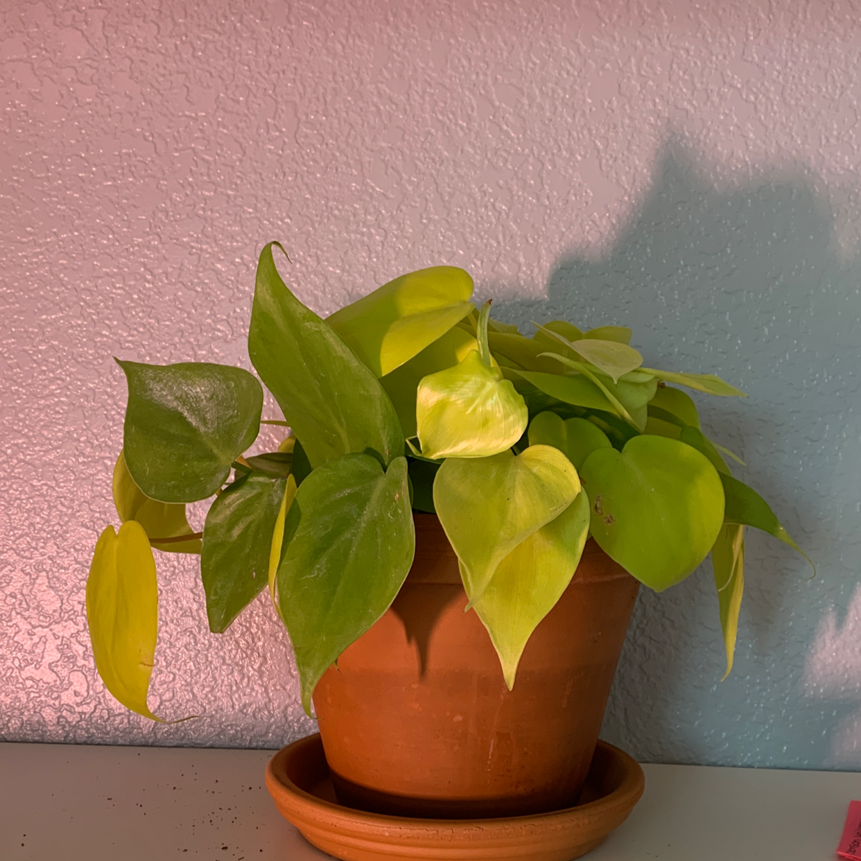 Philodendron Lemon Lime plant in a terracotta pot with vibrant green and yellow leaves.