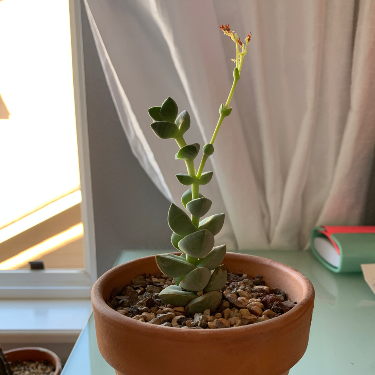Crassula 'Moonglow' plant in a terracotta pot with visible soil, well-framed and in focus.