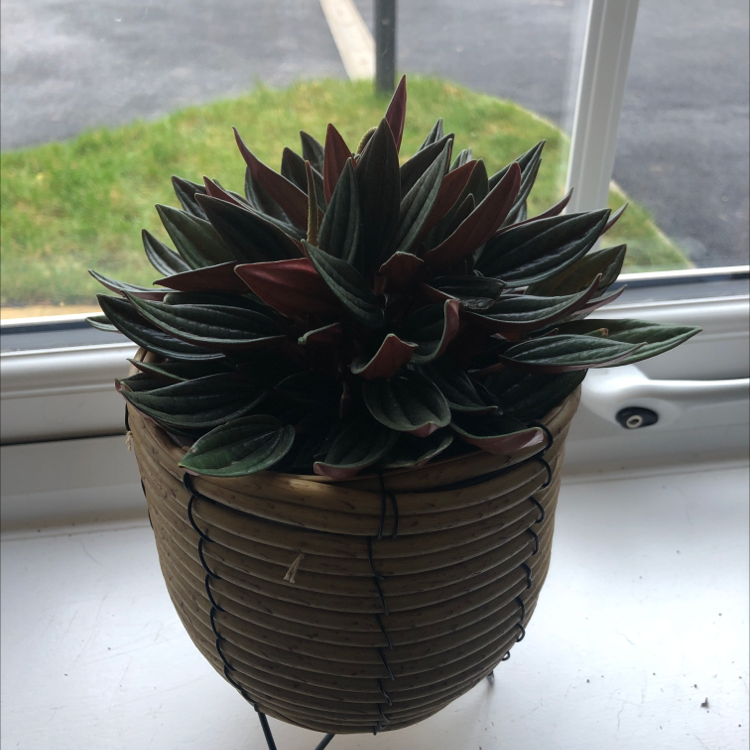 Queen Victoria Agave plant in a pot on a windowsill, appearing healthy.