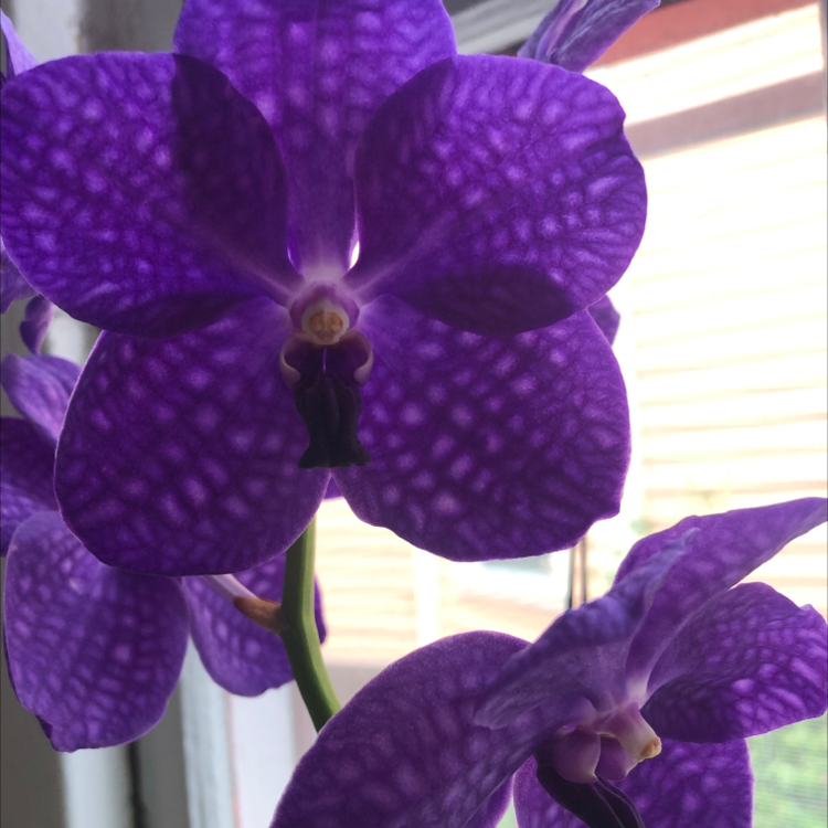 Vanda orchid with vibrant purple flowers, well-framed and in perfect focus.