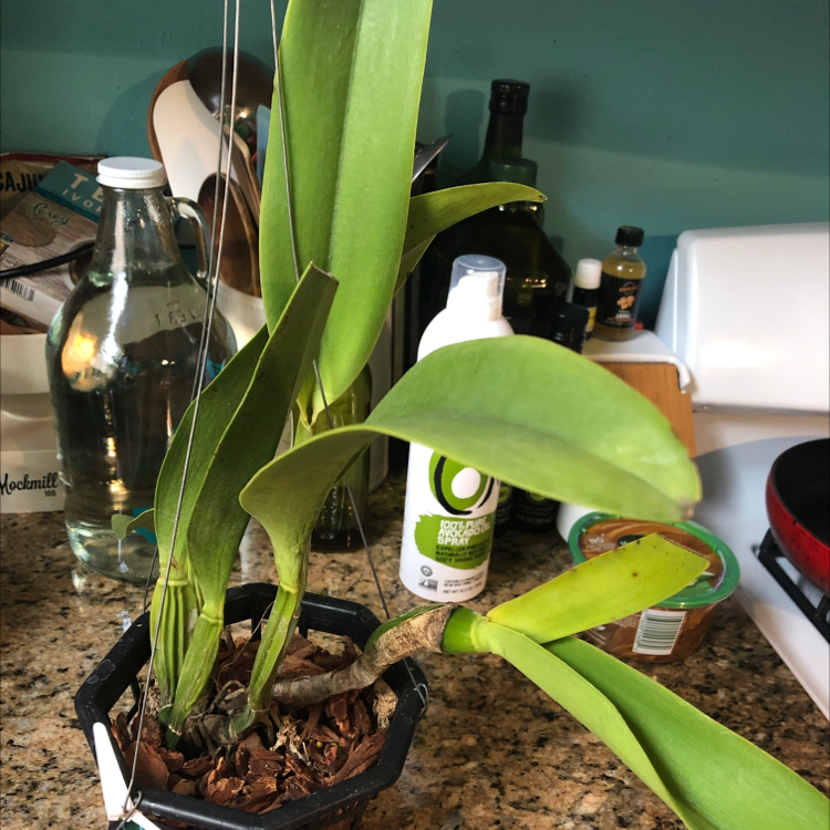 Noble Dendrobium plant in a pot with visible soil, surrounded by household items.