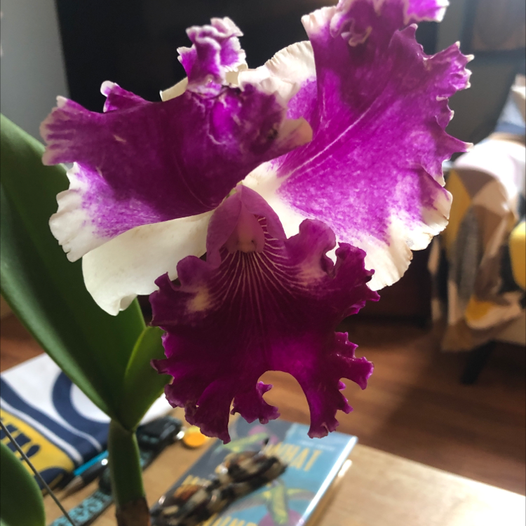 Cattleya Orchid with vibrant purple and white flowers in focus.