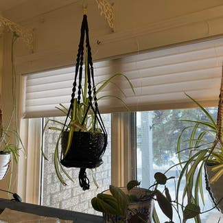 Spider Plant 'Variegatum’ plant in Ottawa, Ontario