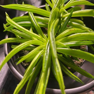Pincushion Peperomia plant in Ottawa, Ontario