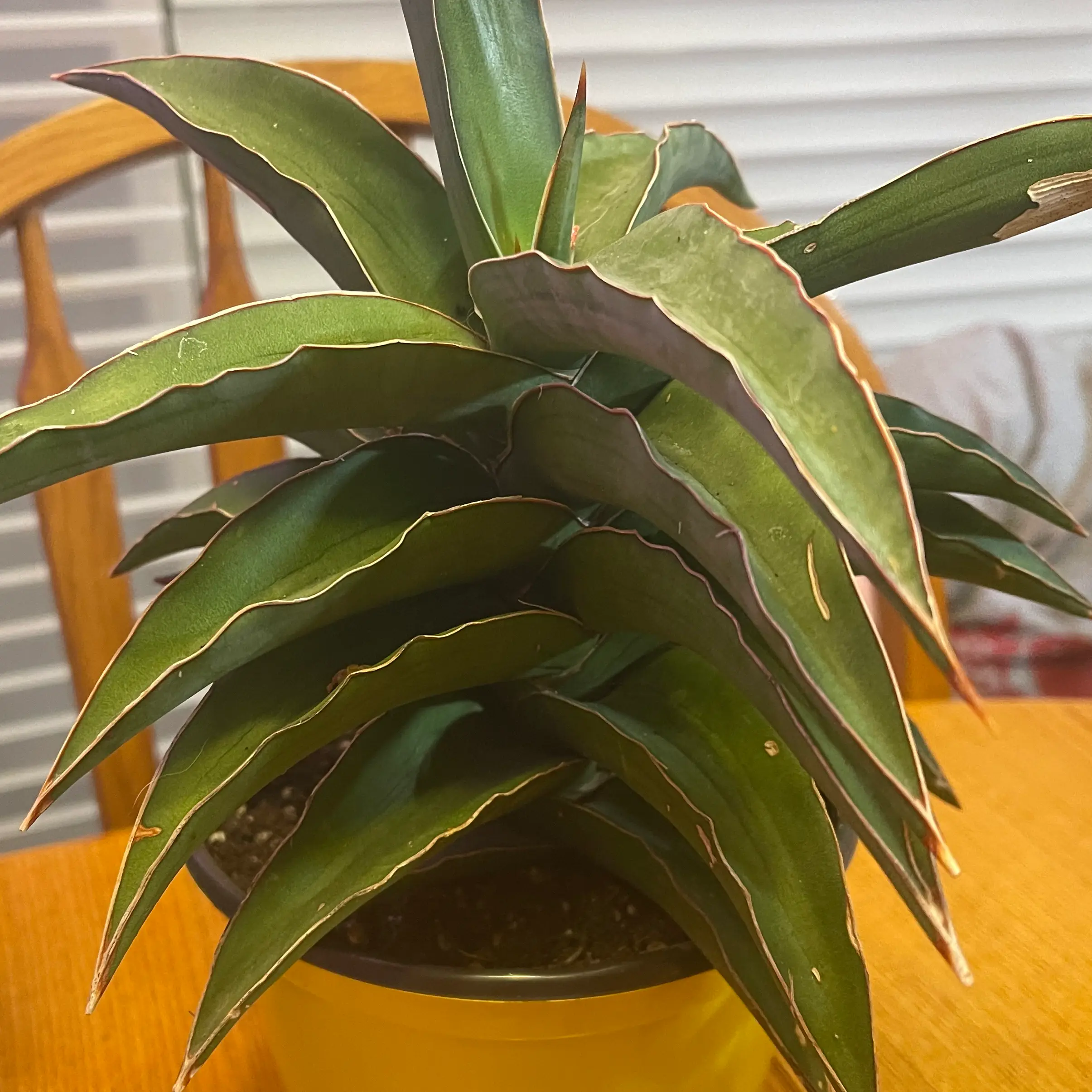 Samurai Dwarf Snake Plant plant photo by @Viola named SamRei on Greg, the plant care app.