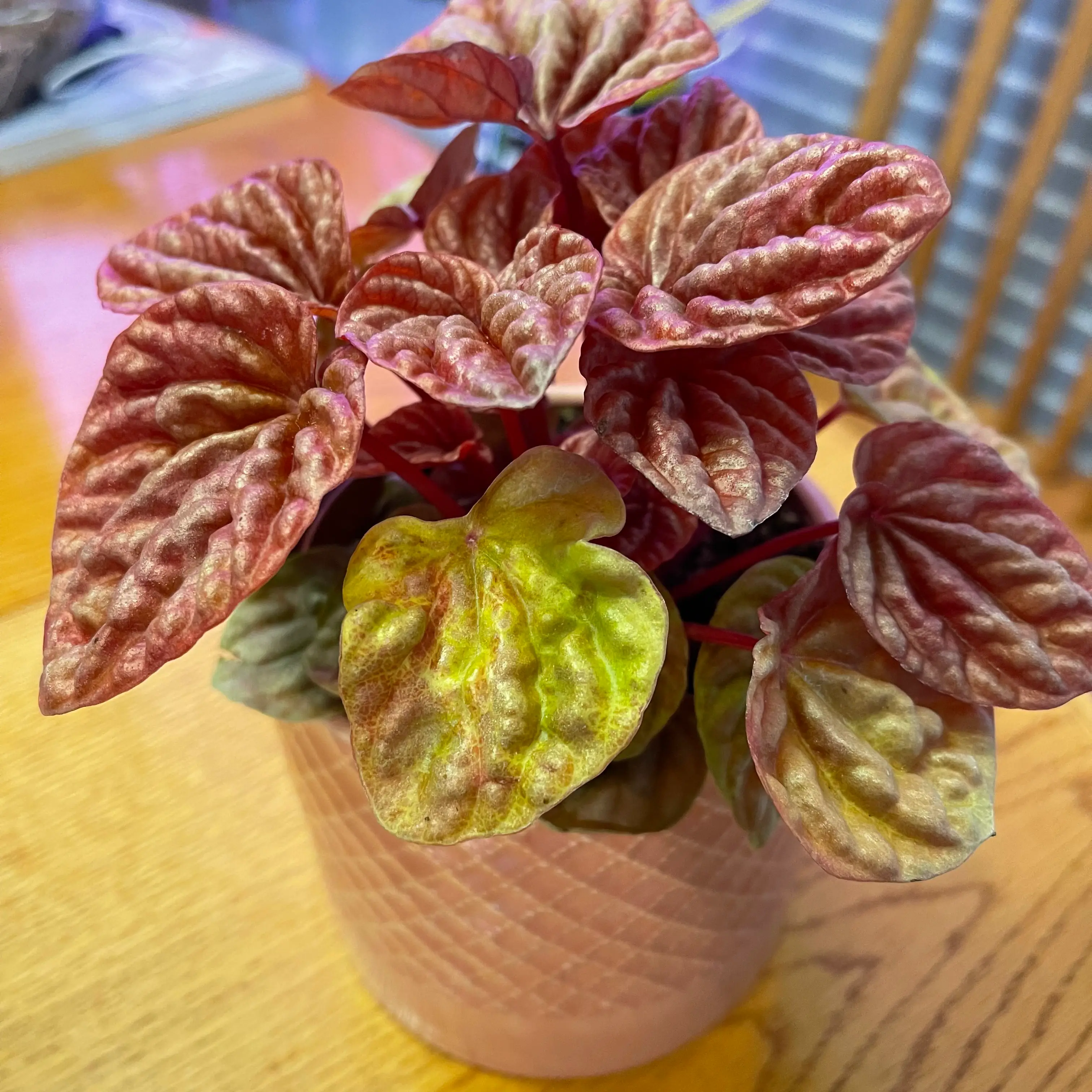 Photo of the plant species Radiator Plant 'Quito' by @Viola named Reba on Greg, the plant care app
