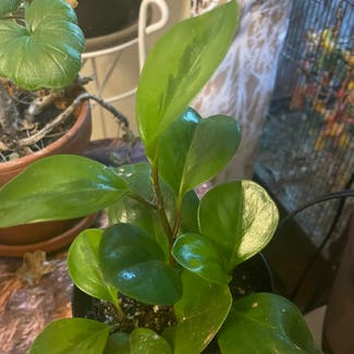 Baby Rubber Plant plant in Ottawa, Ontario
