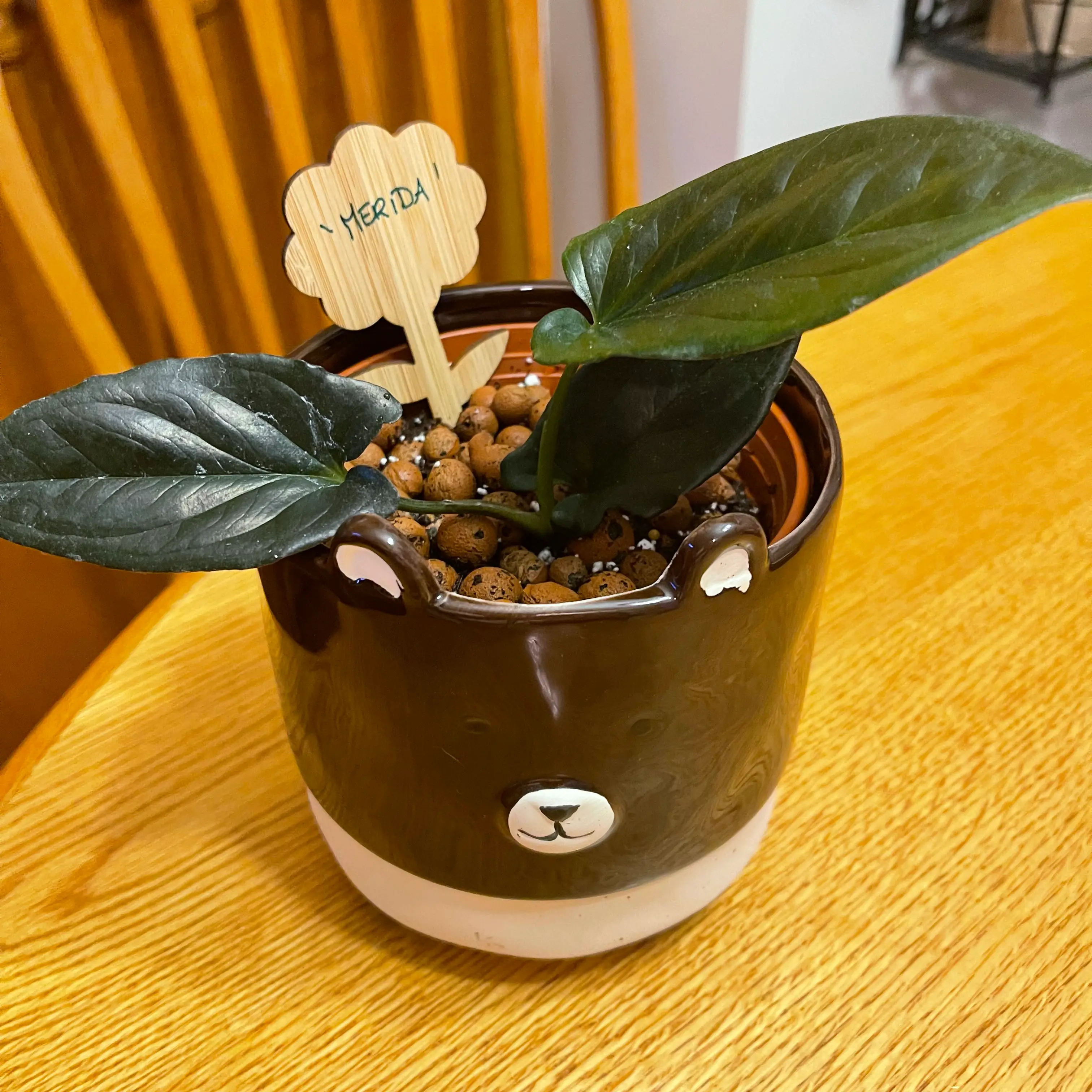 Arrowhead Vine 'Red Arrow' in a decorative pot with visible soil and healthy dark green leaves.