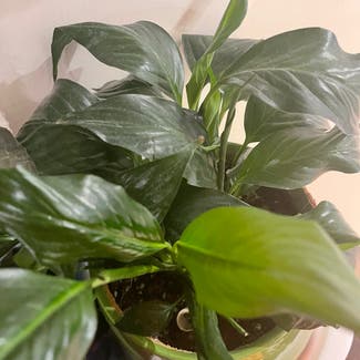 Peace Lily plant in Ottawa, Ontario