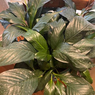 Peace Lily plant in Ottawa, Ontario