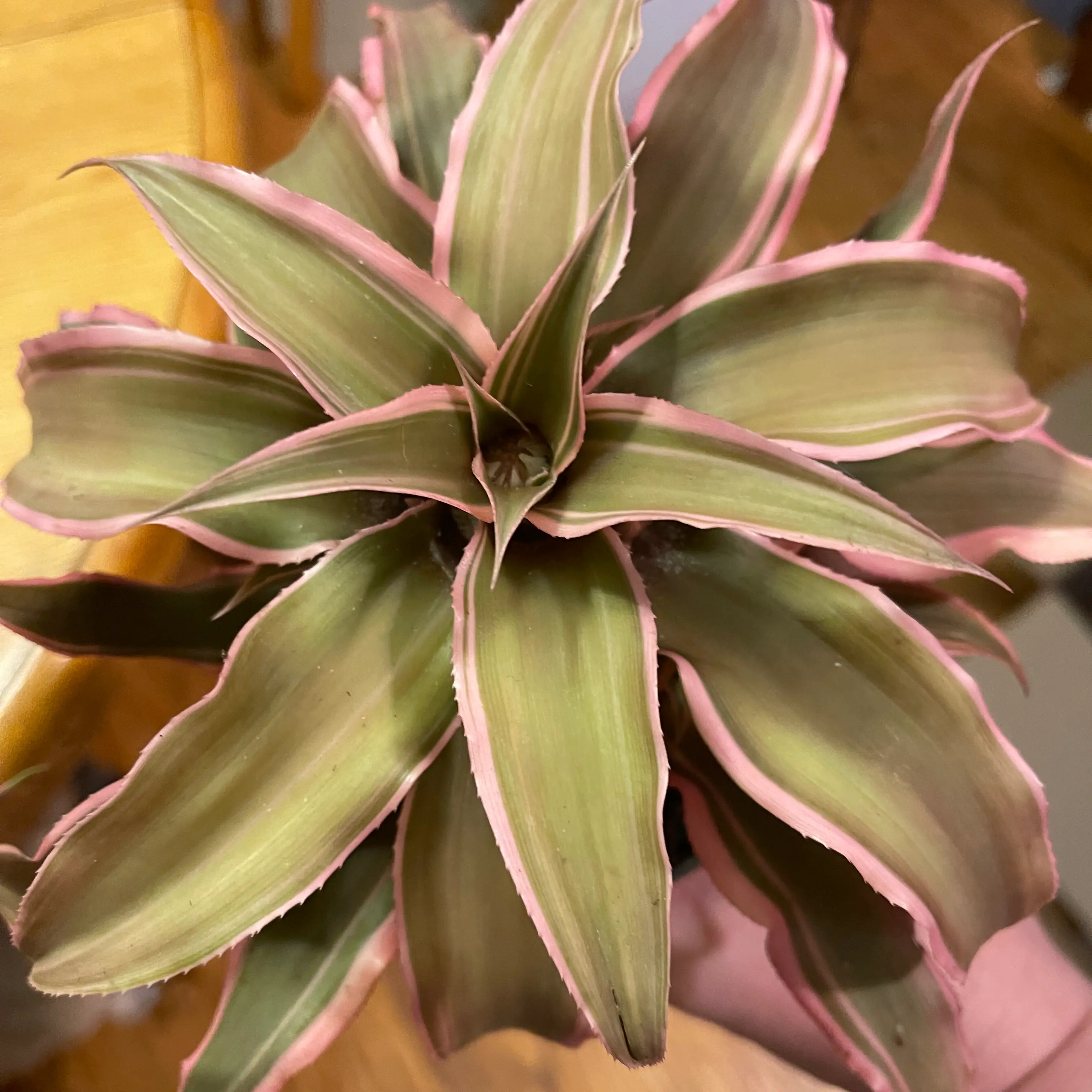 Photo of the plant species Pink starlite by @Viola named NurseJoy on Greg, the plant care app