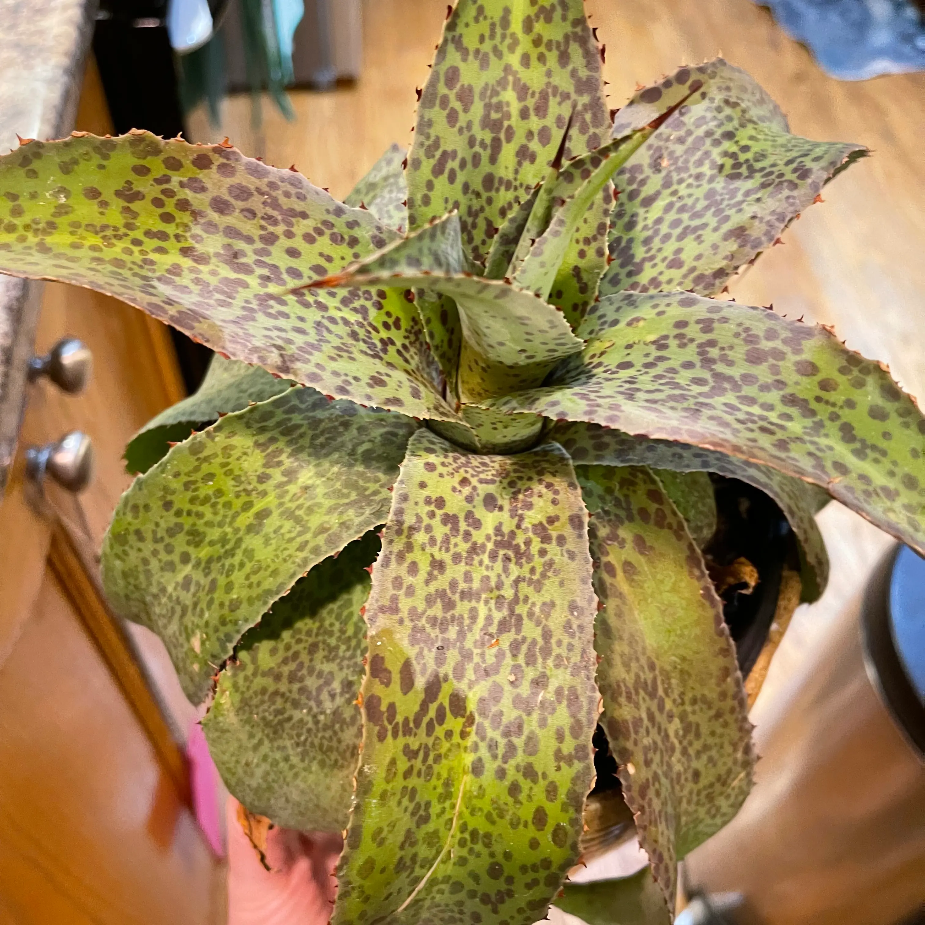 Photo of the plant species Mangave Spotty Dotty by @Viola named Dotty on Greg, the plant care app