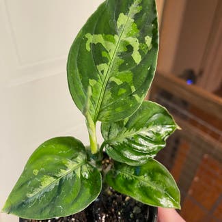 Aglaonema 'Tricolor' plant in Ottawa, Ontario