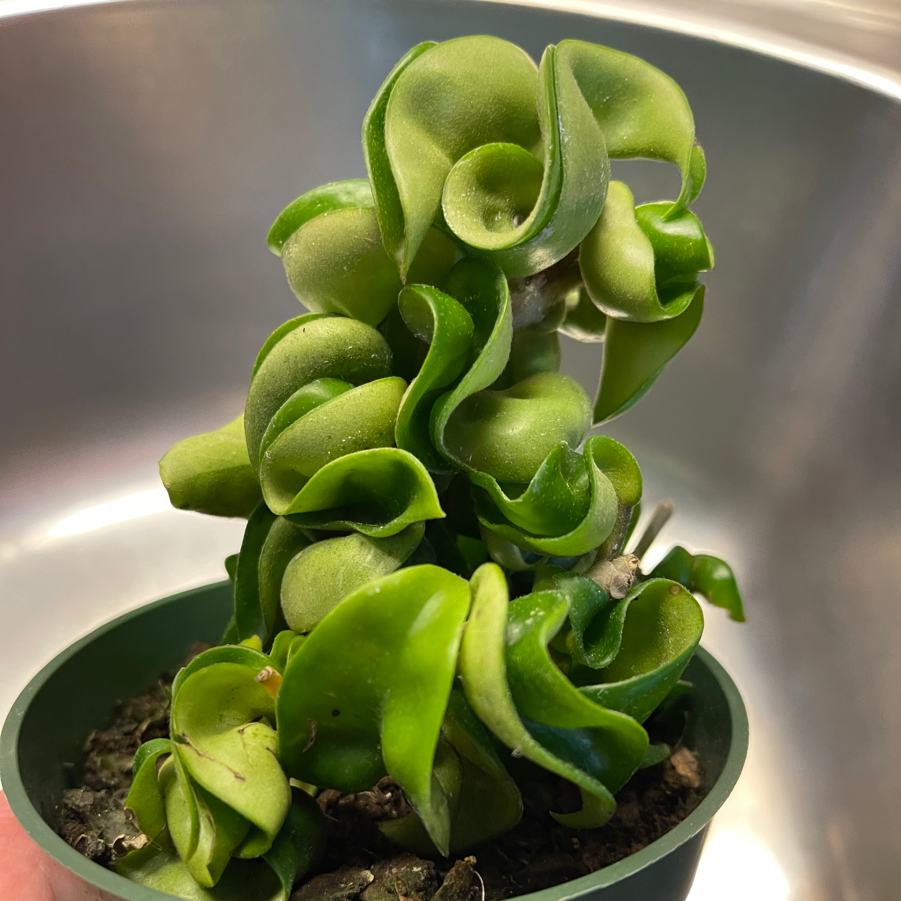 Photo of the plant species Hoya carnosa 'Compacta' by @Viola named Latoya on Greg, the plant care app