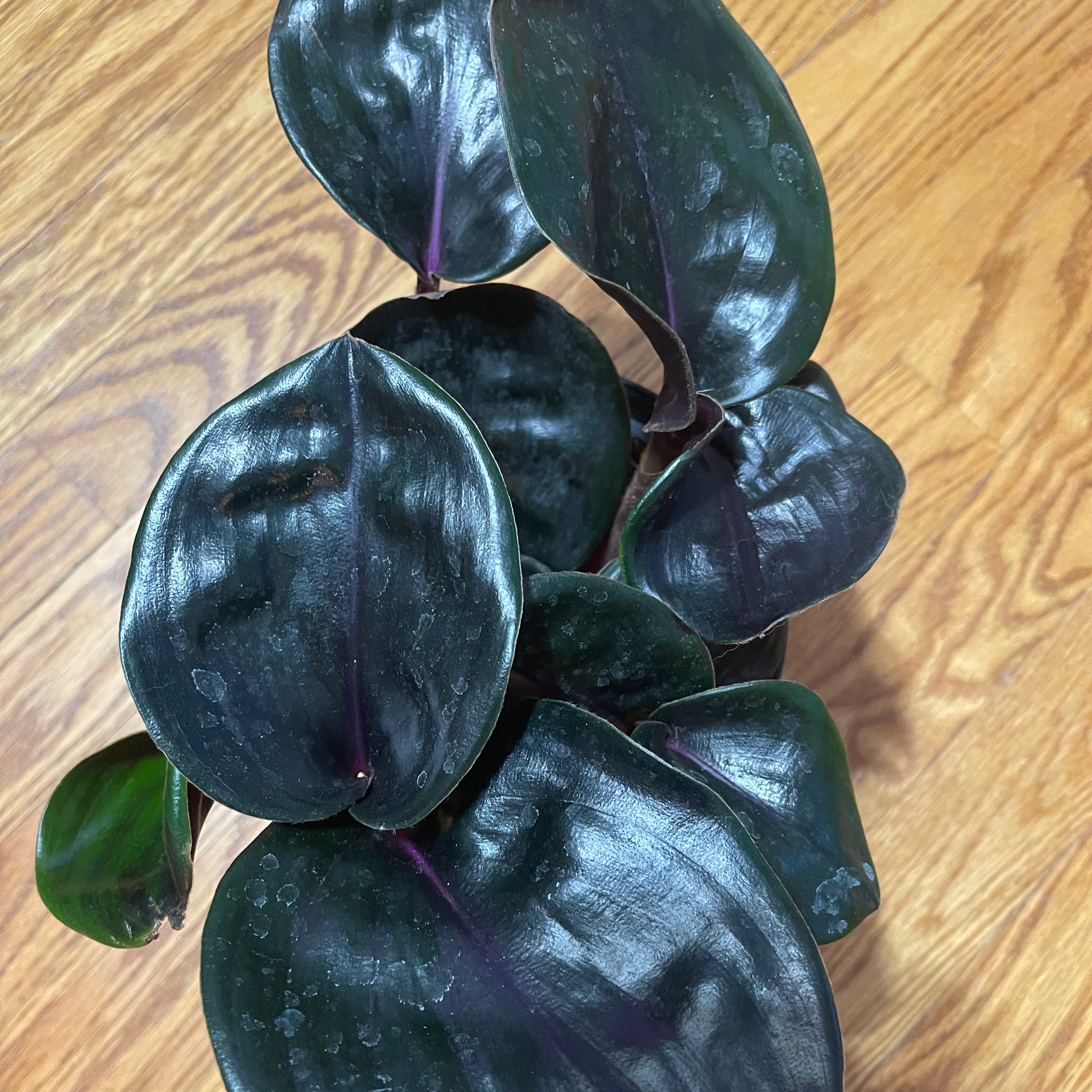 Geogenanthus ciliatus plant with dark, glossy leaves on a wooden floor.