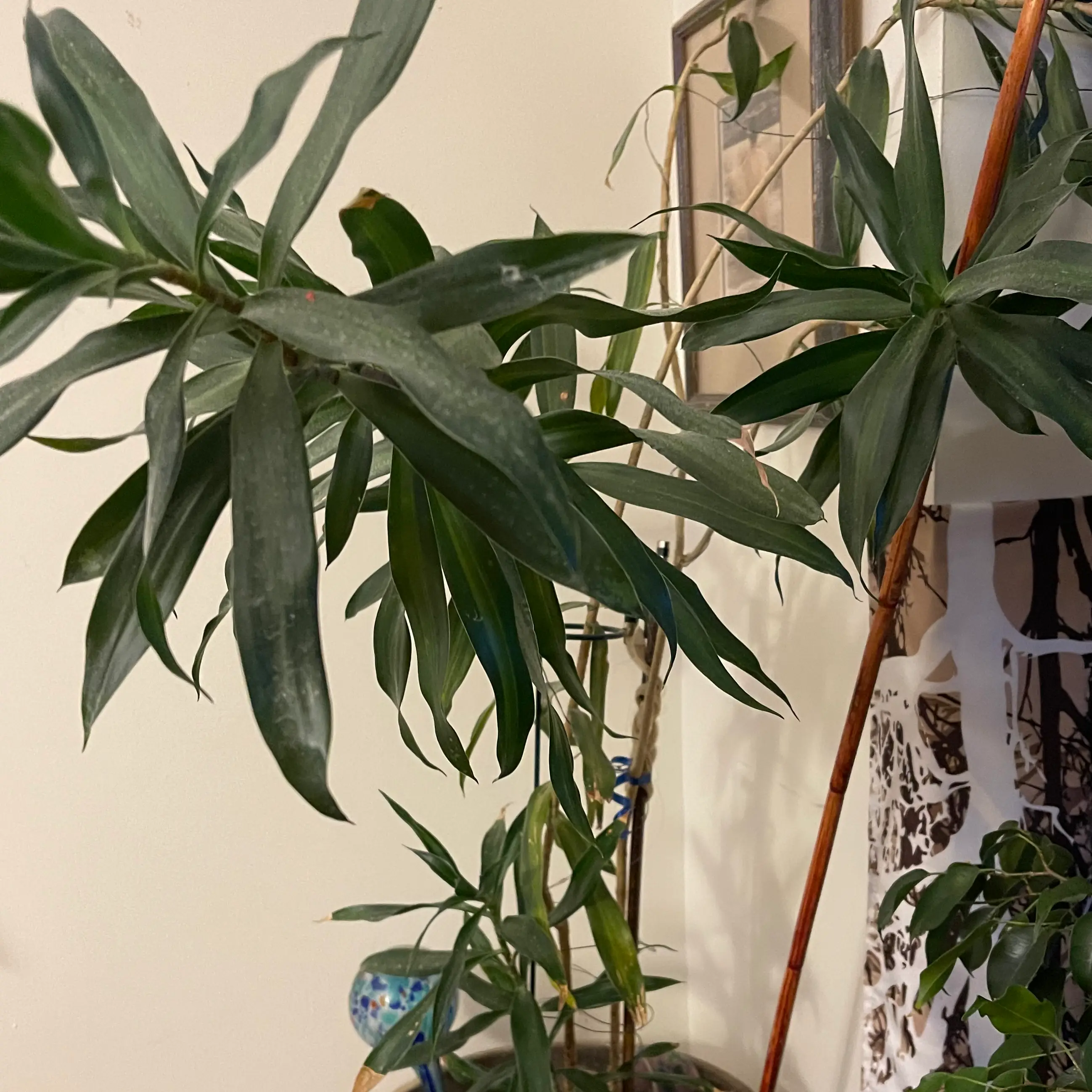 Song of Jamaica plant photo by @Viola named Craig on Greg, the plant care app.