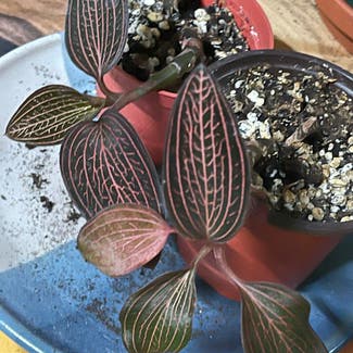 Jewel Orchid plant in Ottawa, Ontario