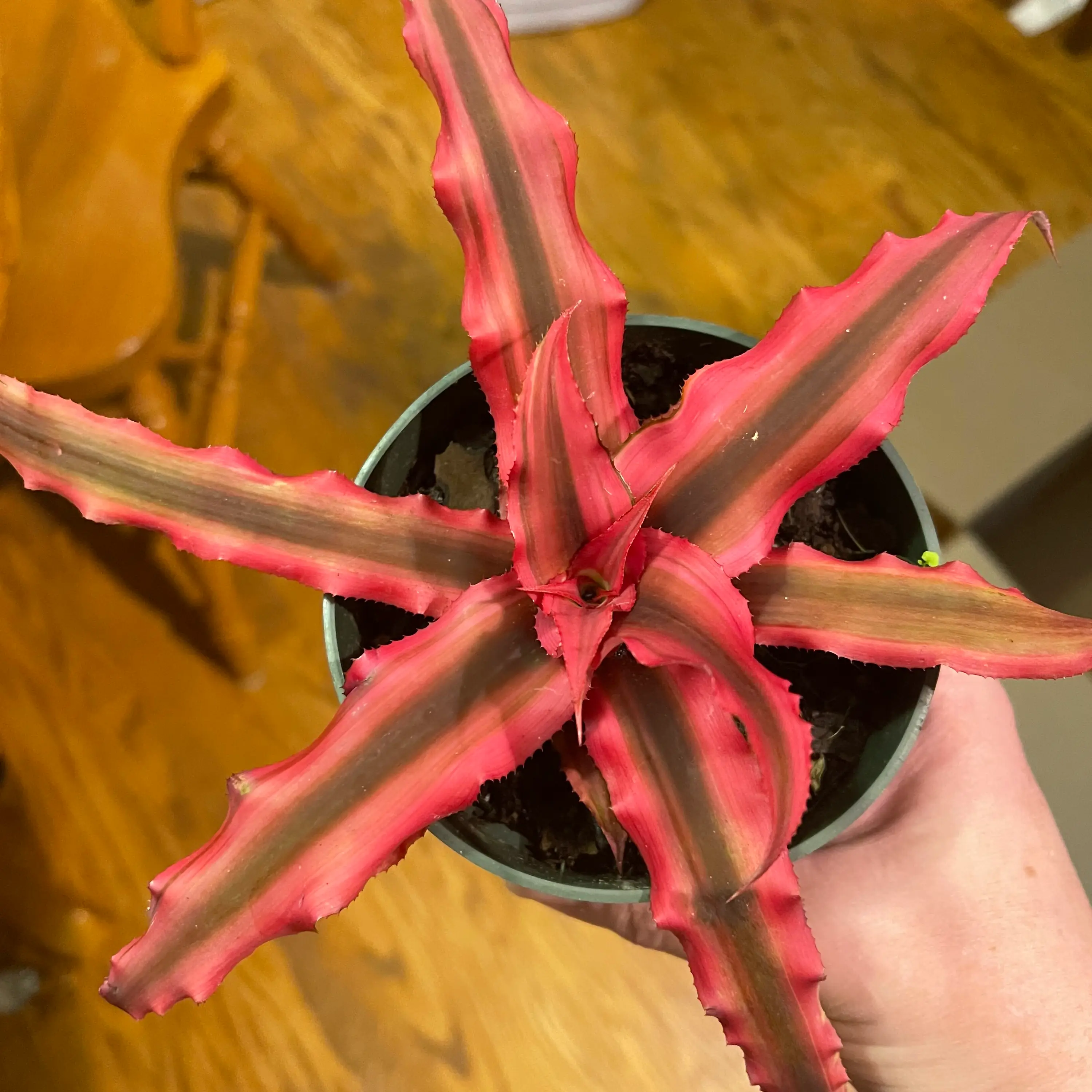 Photo of the plant species Red Star by @Viola named Joe on Greg, the plant care app