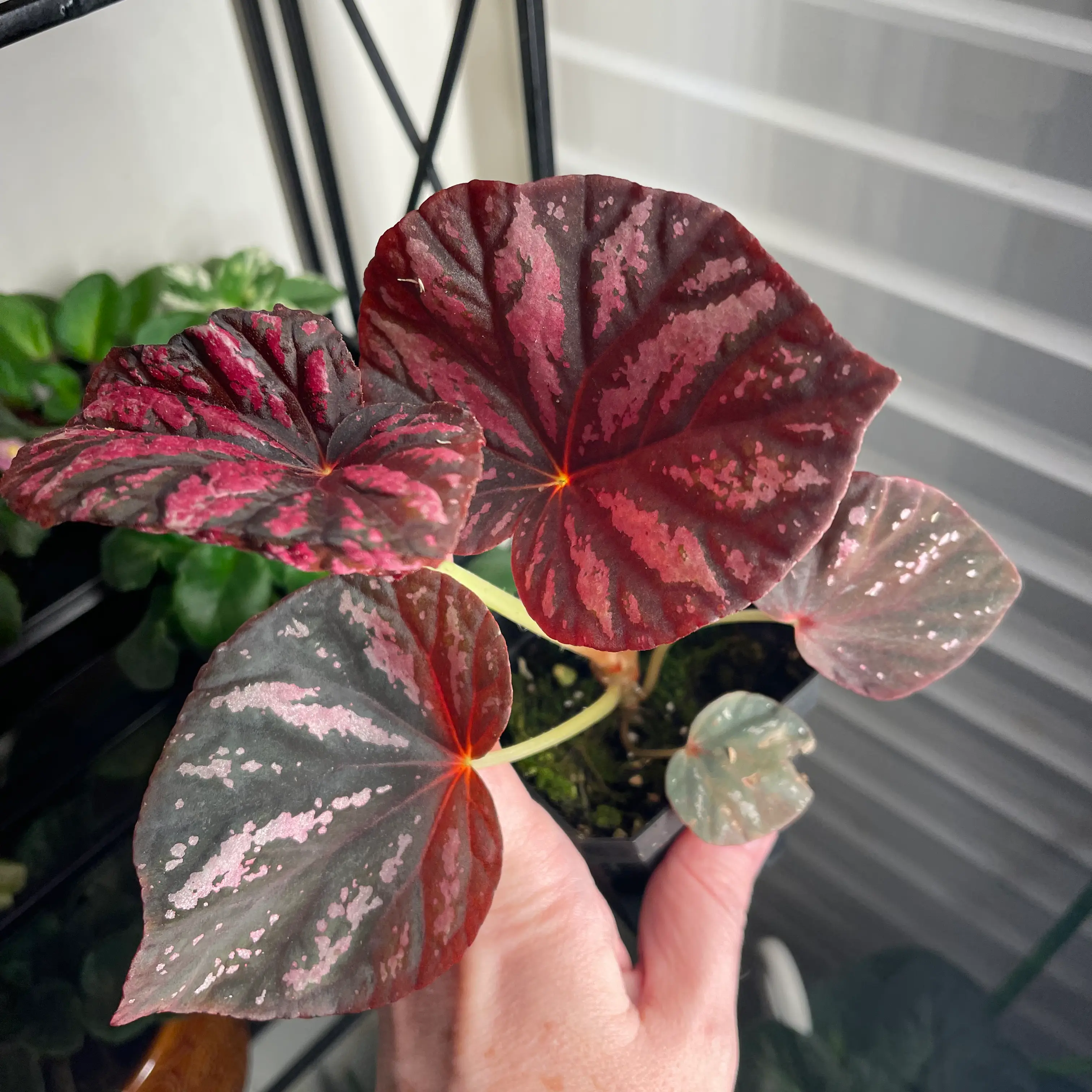 Plant care for Cuban Holly on Greg, the plant care app
