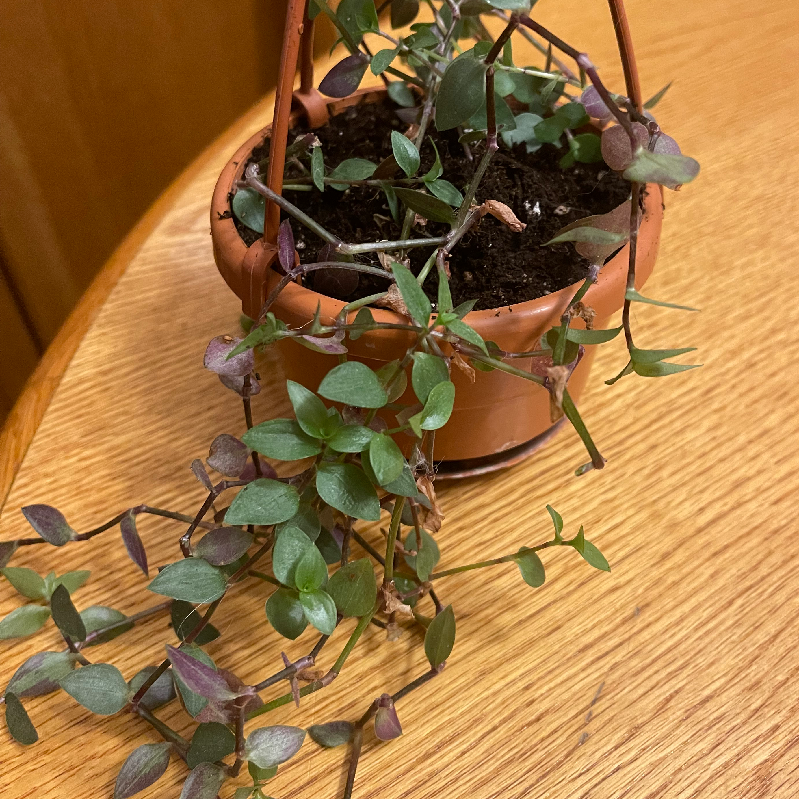 Potted Tahitian Bridal Veil plant with healthy green and purplish leaves.