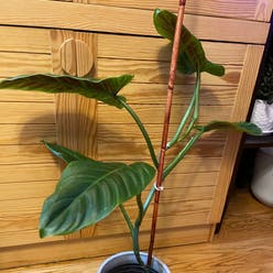 Philodendron subhastatum plant